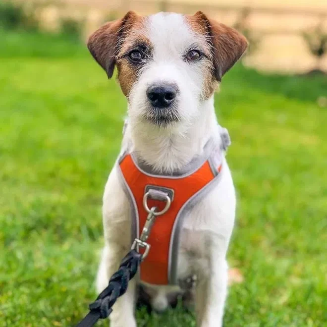 Hurtta No pull harness orange 45-60cm
